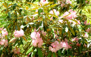 しゃくなげの路